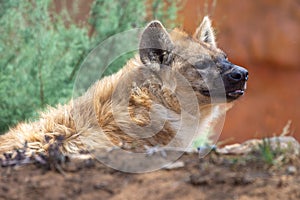 A spotted Hyena Crocuta crocuta resting in the african desert