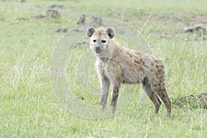 Spotted hyena Crocuta crocuta on savanna looking at camera