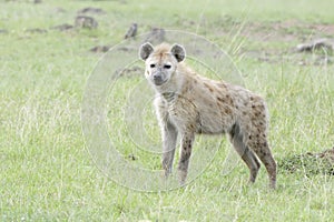 Spotted hyena Crocuta crocuta on savanna looking at camera photo