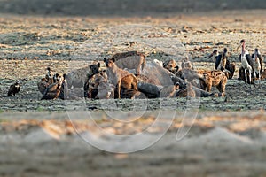 Spotted Hyena - Crocuta crocuta several hyenas and vultures feeding on the dead elephant in the mud, Mana Pools in Zimbabwe