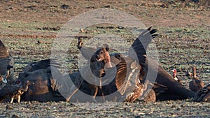 Spotted Hyena - Crocuta crocuta several hyenas and vultures feeding on the dead elephant in the mud, Mana Pools in Zimbabwe.