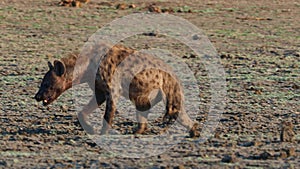 Spotted Hyena - Crocuta crocuta several hyenas and vultures feeding on the dead elephant in the mud, Mana Pools in Zimbabwe.