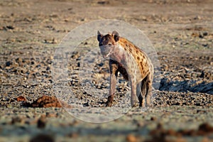 Spotted Hyena - Crocuta crocuta several hyenas and vultures feeding on the dead elephant in the mud, Mana Pools in Zimbabwe. Very