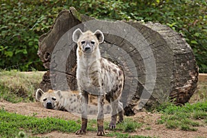 Spotted hyena Crocuta crocuta