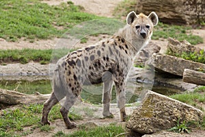 Spotted hyena Crocuta crocuta photo