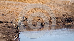 Spotted hyena (Crocuta crocuta) at a waterhole, wounded by a metal wire used by poachers, Etosha National Park, Namibia.