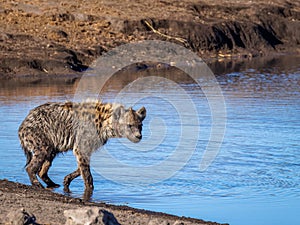 Spotted hyena (Crocuta crocuta) at a waterhole, wounded by a metal wire used by poachers, Etosha National Park, Namibia.