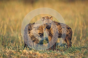 Spotted Hyena, crocuta crocuta, Youngs, Masai Mara Park in Kenya