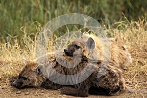 SPOTTED HYENA crocuta crocuta, YOUNGS SLEEPING, MASAI MARA PARK, KENYA