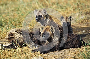 Spotted Hyena, crocuta crocuta, Youngs standing at Den Entrance, Masai Mara Park in Kenya photo