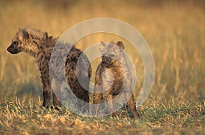 Spotted Hyena, crocuta crocuta, Youngs standing on Dry Grass, Masai Mara Park in Kenya