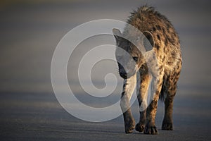 Spotted hyena crossing a road