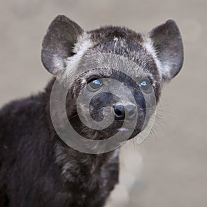 Spotted Hyena cub