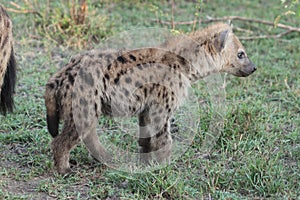 Spotted hyena cub in the african savannah.