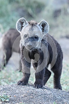 Spotted hyena cub in the african savannah.