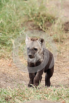 Spotted hyena cub in the african savannah. photo