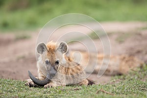 Spotted hyena cub chewing on a horn