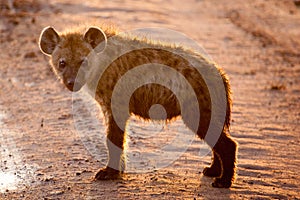 Spotted Hyena cub in early morning sun