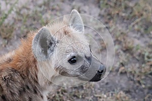 Spotted hyena cub face closeup in the african savannah.