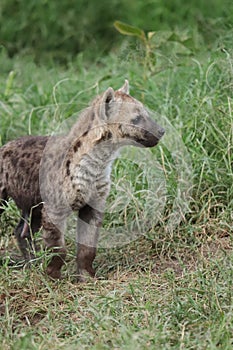 Spotted hyena cub face closeup in the african savannah. photo