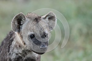 Spotted hyena cub face closeup in the african savannah. photo