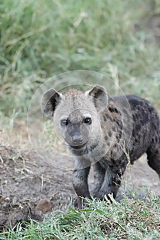 Spotted hyena cub face closeup in the african savannah. photo