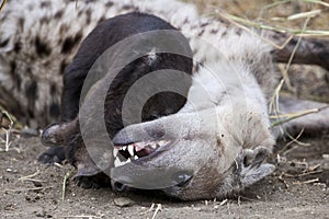 Spotted Hyena cub and its mother