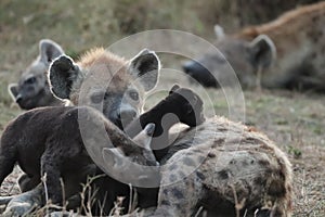 Spotted hyena cub playing in the african savannah.