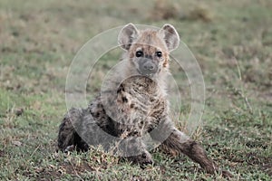 Spotted hyena cub sitted in the african savannah.