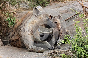 Spotted Hyena with Cubs