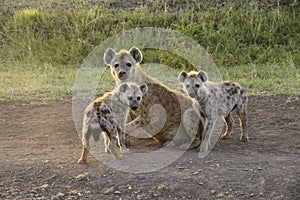 Spotted hyena and cubs sitting on dirt road, Kenya