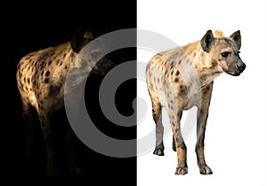 Spotted hyena in the dark and white background