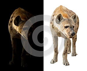 Spotted hyena in the dark and white background