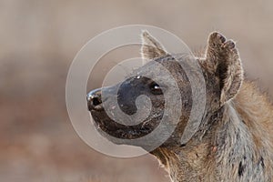 Spotted hyena face