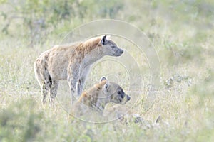 Spotted Hyena family on the plains