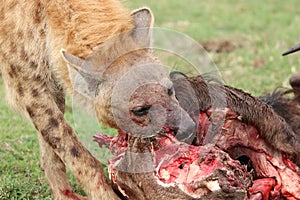 Spotted hyena feeding on a wildebeest carcass in the african savannah.