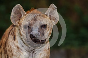 Spotted hyena gazing at camera