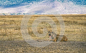 Spotted hyena growling