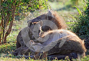 Spotted Hyena and her pups in the bush