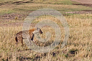 Spotted hyena hunting in Masai mara