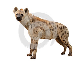 Spotted hyena isolated