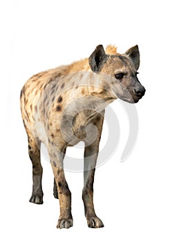 Spotted hyena isolated photo