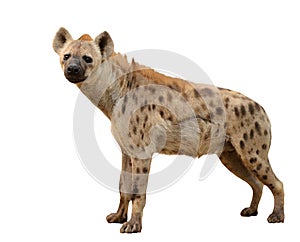 Spotted hyena isolated photo