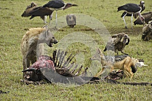 Spotted hyena, jackal, and scavenging birds on carcass, Kenya