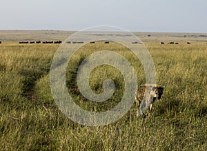 Spotted Hyena Kenya Africa