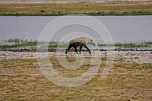 Spotted hyena at lake on african savanna in Amboseli National Park in Kenya