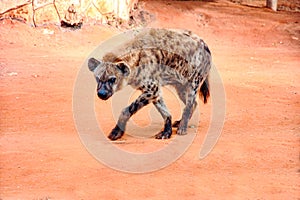 Spotted hyena or laughing hyena paces nervously.