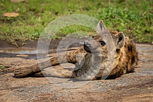 Spotted hyena lies on rock with catchlight photo