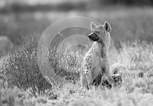 Spotted Hyena looking back