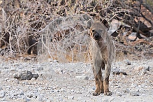 Spotted Hyena looking into camera
